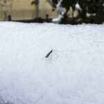 Winter Weather May Signal A More Active Mosquito Season
