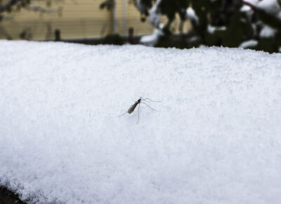 Winter Weather May Signal A More Active Mosquito Season