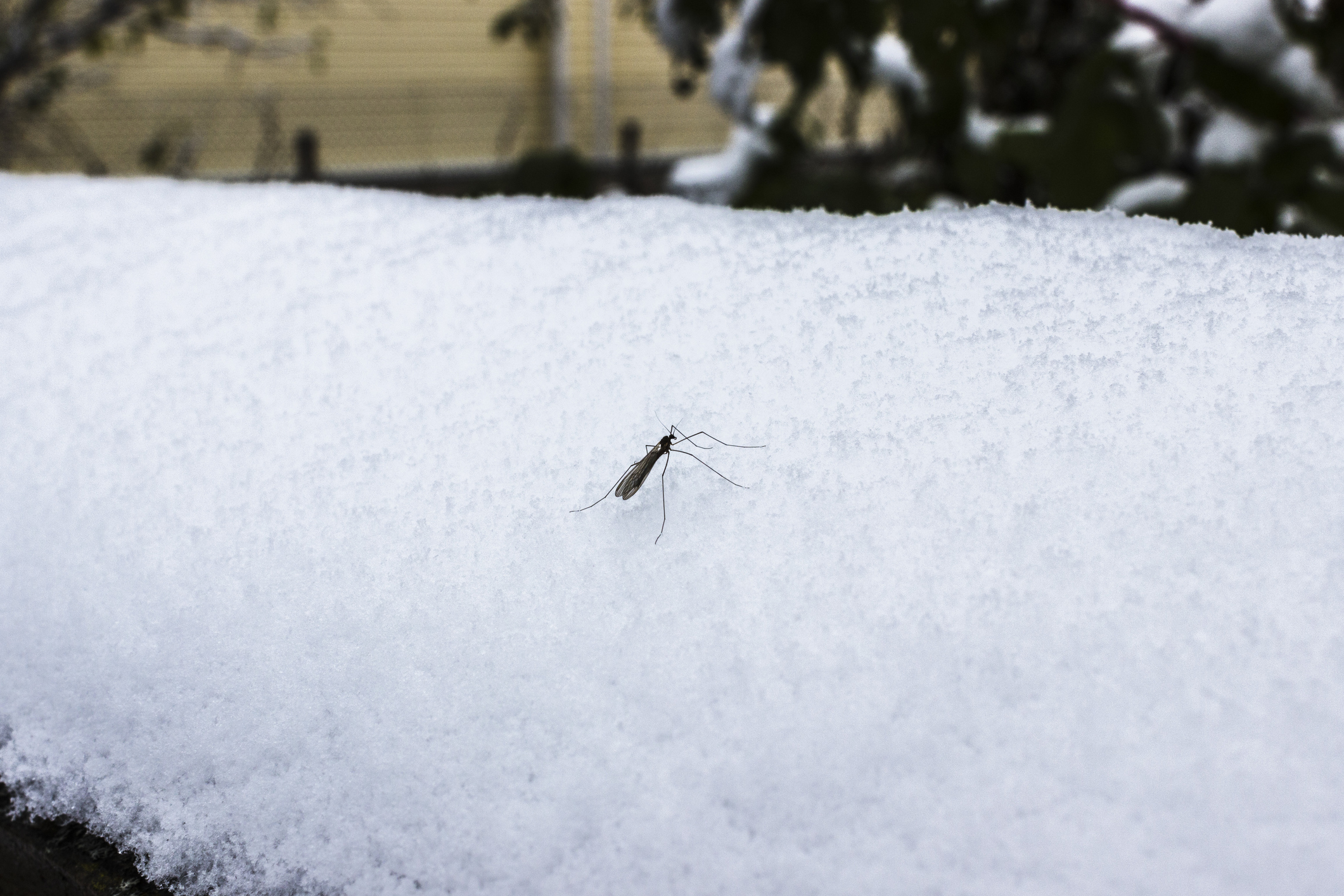 Winter Weather May Signal A More Active Mosquito Season