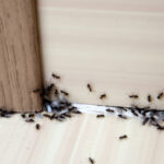 Ant Invasions Surge with Spring Weather