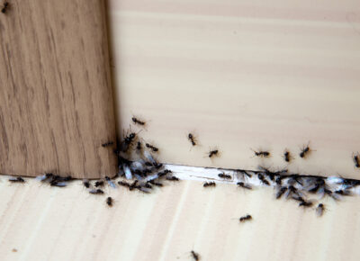 Ant Invasions Surge with Spring Weather