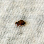 Bed Bugs Hitching Rides Home From Spring Travel