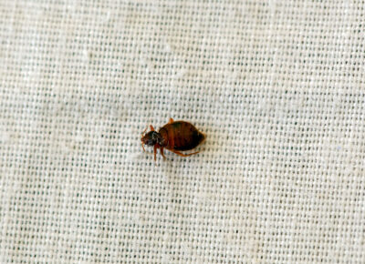 Bed Bugs Hitching Rides Home from Spring Travel