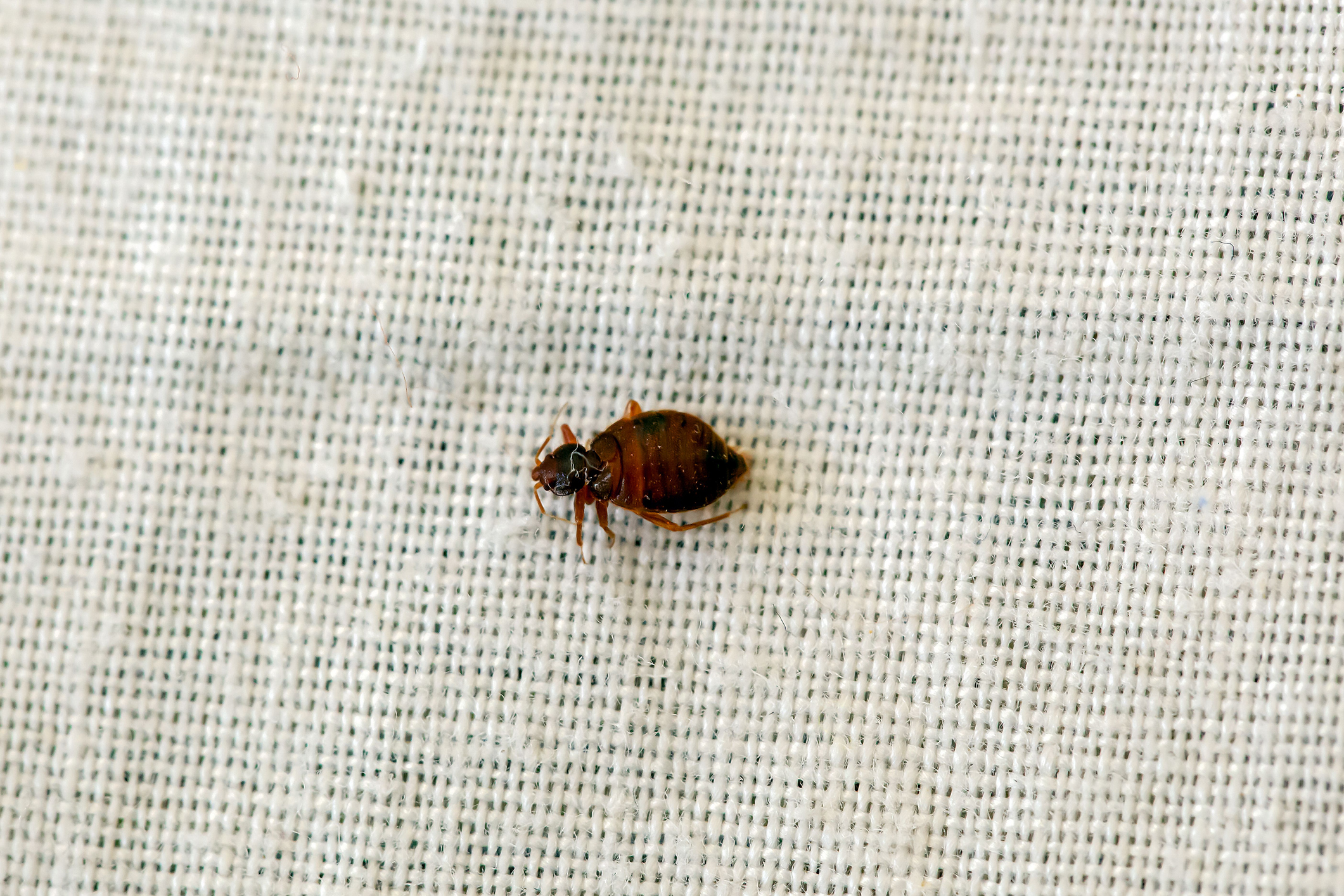 Bed Bugs Hitching Rides Home from Spring Travel