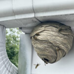 Stinging Insects Begin Nesting in Spring