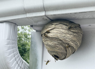 Stinging Insects Begin Nesting in Spring
