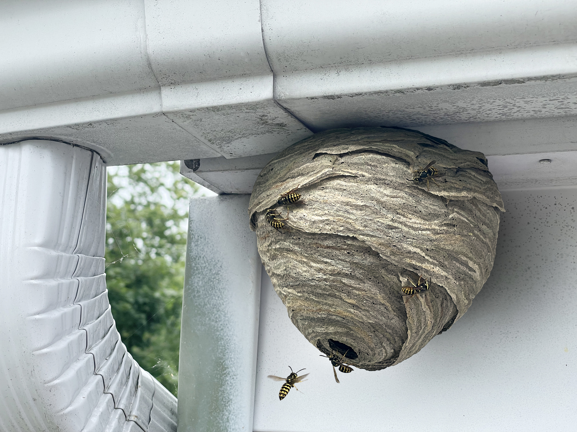 Household Spring Insects Stinging Insects Begin Nesting in Spring - Hoffman's Exterminating ...