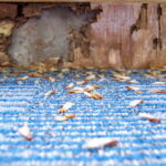 Termite Swarm Season Puts Homes at Risk