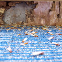 Termite Swarm Season Puts Homes at Risk