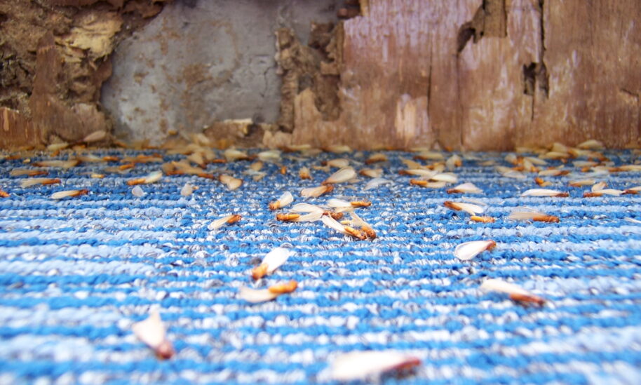 Termite Swarm Season Puts Homes at Risk