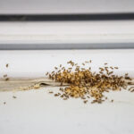 Ant Infestations Becoming More Common In Area Homes