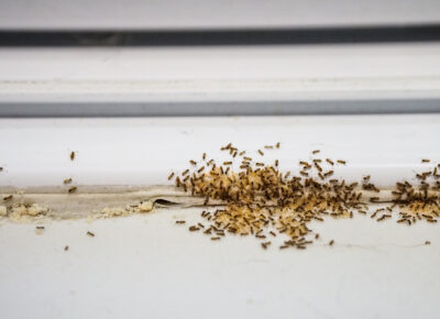 Ant Infestations Becoming More Common In Area Homes