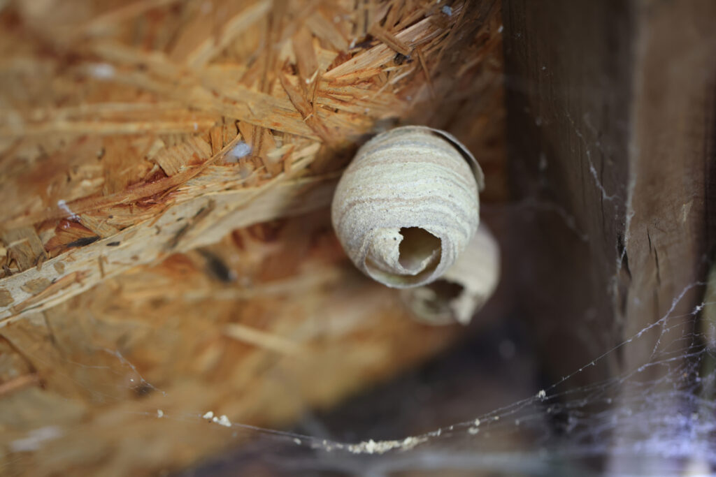 Exterminators Near Dennis Township, NJ