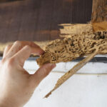 Termite Season Raises Concerns Across Greater Philadelphia