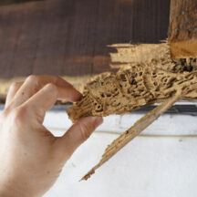Termite Season Raises Concerns Across Greater Philadelphia