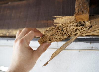 Termite Season Raises Concerns Across Greater Philadelphia