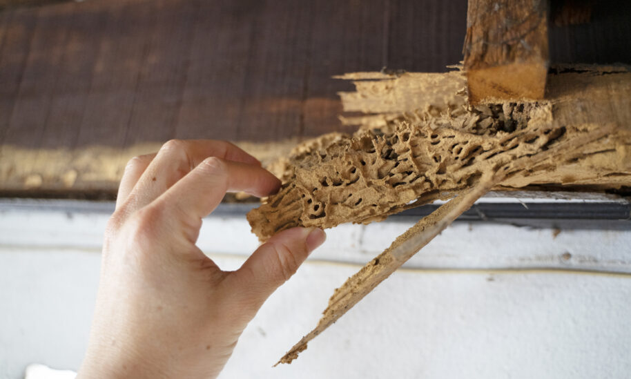 Termite Season Raises Concerns Across Greater Philadelphia