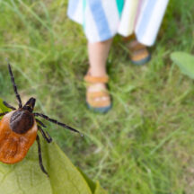 Tick Activity Increasing Across The Philadelphia Region