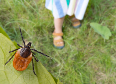 Tick Activity Increasing Across The Philadelphia Region