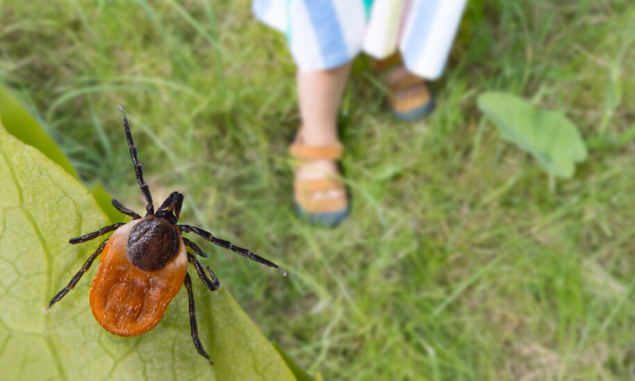 Tick Activity Increasing Across The Philadelphia Region
