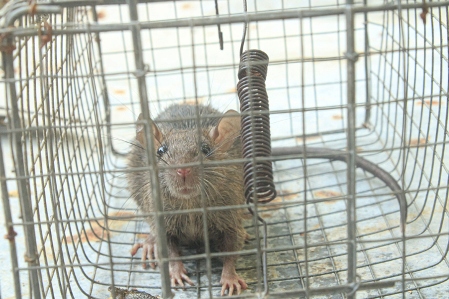 Exterminators Near Marmora, NJ