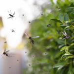 Mosquito Activity Increases Across Greater Philadelphia