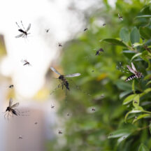 Mosquito Activity Increases Across Greater Philadelphia