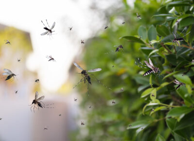 Mosquito Activity Increases Across Greater Philadelphia