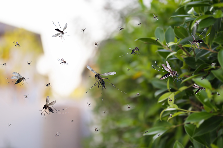 Mosquito Activity Increases Across Greater Philadelphia