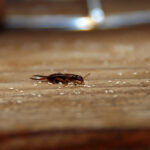 Residents Noticing Earwig Activity Throughout The Region