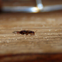 Residents Noticing Earwig Activity Throughout The Region
