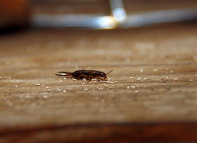 Residents Noticing Earwig Activity Throughout The Region