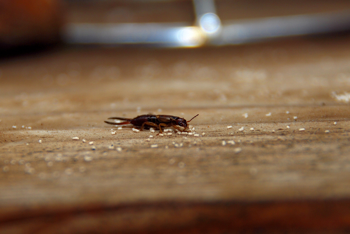 Residents Noticing Earwig Activity Throughout The Region