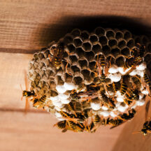 Stinging Insect Activity Increases As Nests Expand