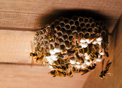 Stinging Insect Activity Increases As Nests Expand
