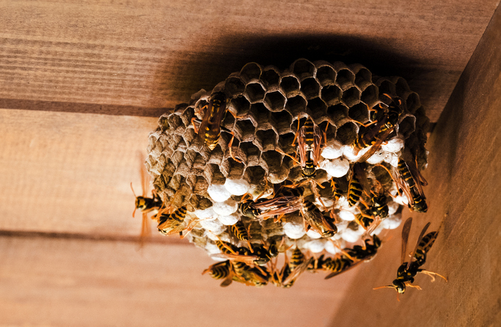 Stinging Insect Activity Increases As Nests Expand