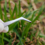 Tick Populations Rise Across Greater Philadelphia