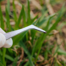 Tick Populations Rise Across Greater Philadelphia