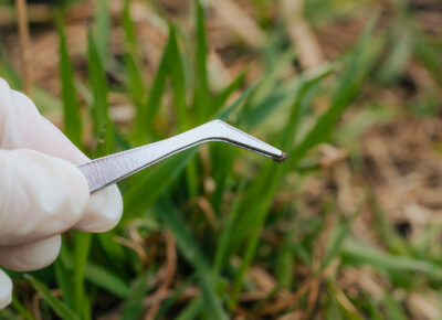Tick Populations Rise Across Greater Philadelphia