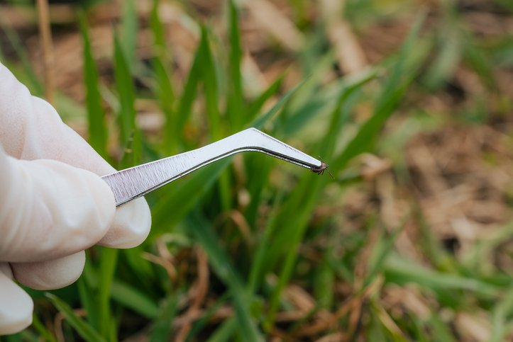 Tick Populations Rise Across Greater Philadelphia