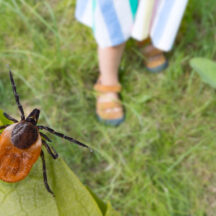 Tick Populations Rise Across Greater Philadelphia