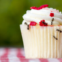 Backyard Barbecues Are More Enjoyable Without Unwanted Pests