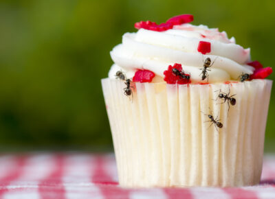 Backyard Barbecues Are More Enjoyable Without Unwanted Pests