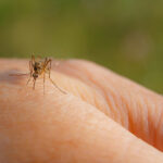 Protect Against Mosquitoes and West Nile Virus This Summer