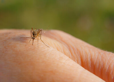 Protect Against Mosquitoes and West Nile Virus This Summer