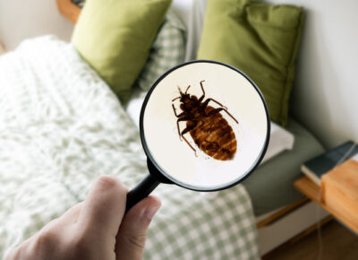 Summer Travel Can Bring Bed Bugs Home