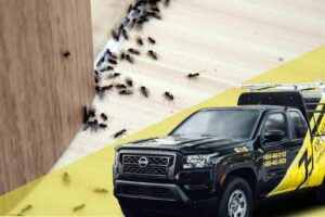Hamilton Township Pest Control Services