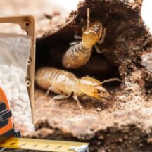 How Far Apart Should Termite Bait Stations Be