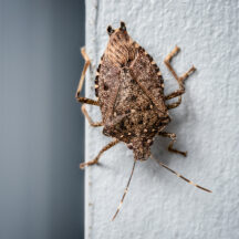 How to Keep Stink Bugs Out This Fall