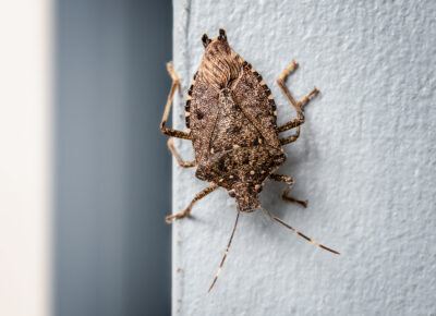 How to Keep Stink Bugs Out This Fall